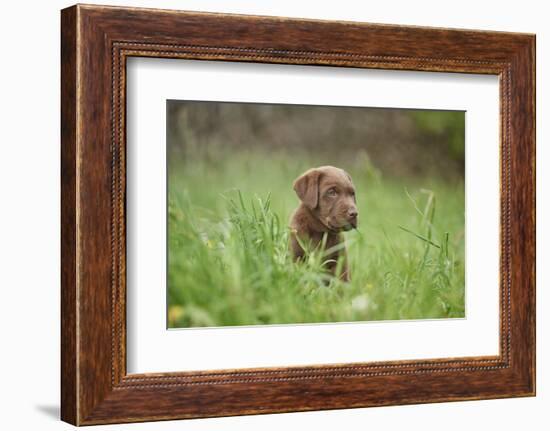 Labrador retrievers, chocolate brown, puppy, meadow, sidewise, sit-David & Micha Sheldon-Framed Photographic Print