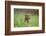 Labrador retrievers, chocolate brown, puppy, meadow, sidewise, sit-David & Micha Sheldon-Framed Photographic Print