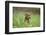 Labrador retrievers, chocolate brown, puppy, meadow, sidewise, sit-David & Micha Sheldon-Framed Photographic Print