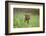 Labrador retrievers, chocolate brown, puppy, meadow, sidewise, sit-David & Micha Sheldon-Framed Photographic Print