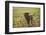 Labrador retrievers, grey, puppy, meadow, frontal, run-David & Micha Sheldon-Framed Photographic Print