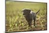 Labrador retrievers, grey, puppy, meadow, frontal, run-David & Micha Sheldon-Mounted Photographic Print