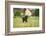 Labrador retrievers, grey, puppy, meadow, frontal, run-David & Micha Sheldon-Framed Photographic Print