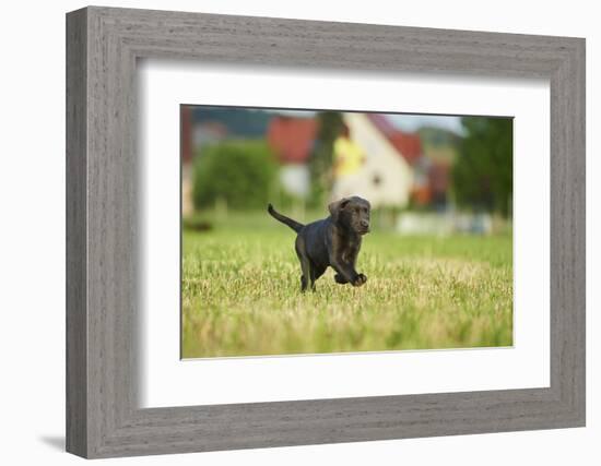 Labrador retrievers, grey, puppy, meadow, frontal, run-David & Micha Sheldon-Framed Photographic Print