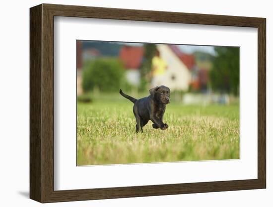 Labrador retrievers, grey, puppy, meadow, frontal, run-David & Micha Sheldon-Framed Photographic Print