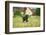 Labrador retrievers, grey, puppy, meadow, frontal, run-David & Micha Sheldon-Framed Photographic Print