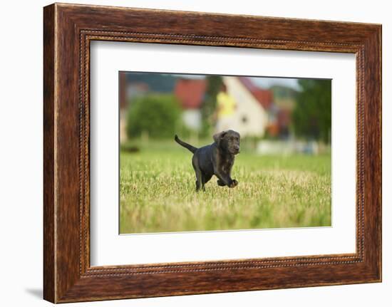 Labrador retrievers, grey, puppy, meadow, frontal, run-David & Micha Sheldon-Framed Photographic Print