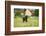 Labrador retrievers, grey, puppy, meadow, frontal, run-David & Micha Sheldon-Framed Photographic Print