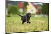 Labrador retrievers, grey, puppy, meadow, frontal, run-David & Micha Sheldon-Mounted Photographic Print