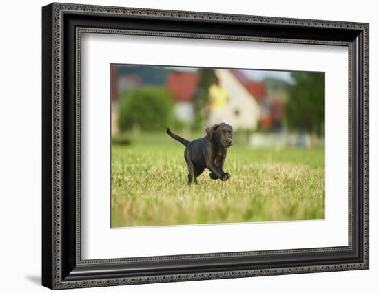 Labrador retrievers, grey, puppy, meadow, frontal, run-David & Micha Sheldon-Framed Photographic Print