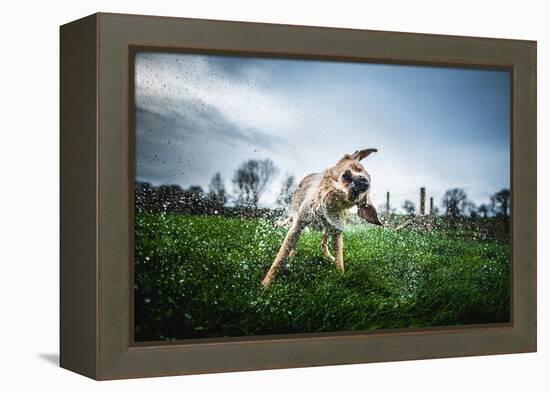 Labrador Shaking Off Water, United Kingdom, Europe-John Alexander-Framed Premier Image Canvas