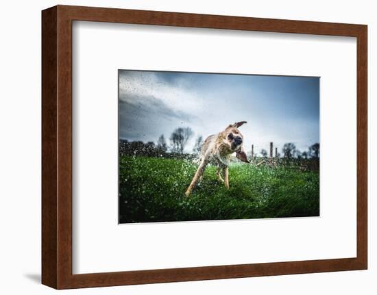 Labrador Shaking Off Water, United Kingdom, Europe-John Alexander-Framed Photographic Print