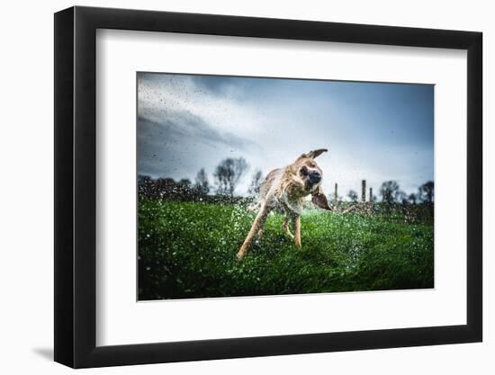 Labrador Shaking Off Water, United Kingdom, Europe-John Alexander-Framed Photographic Print