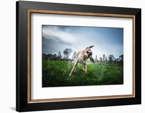 Labrador Shaking Off Water, United Kingdom, Europe-John Alexander-Framed Photographic Print