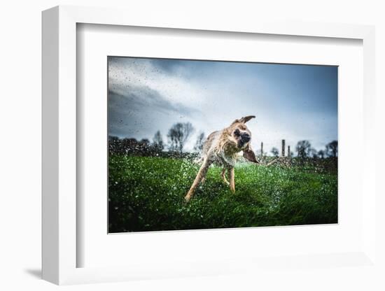 Labrador Shaking Off Water, United Kingdom, Europe-John Alexander-Framed Photographic Print