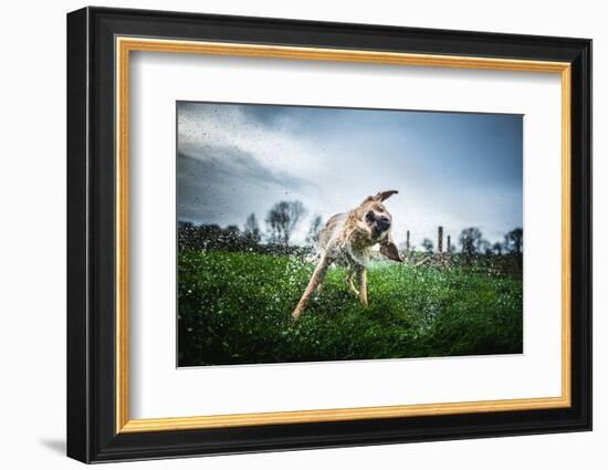 Labrador Shaking Off Water, United Kingdom, Europe-John Alexander-Framed Photographic Print