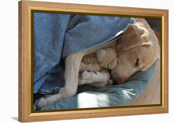 Labrador Sleeping and Hugging a Teddy Bear-davidsunyol-Framed Premier Image Canvas