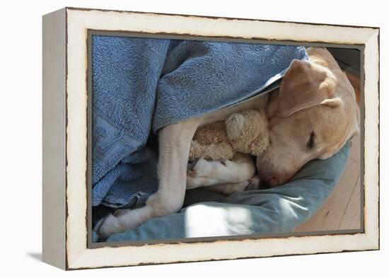 Labrador Sleeping and Hugging a Teddy Bear-davidsunyol-Framed Premier Image Canvas