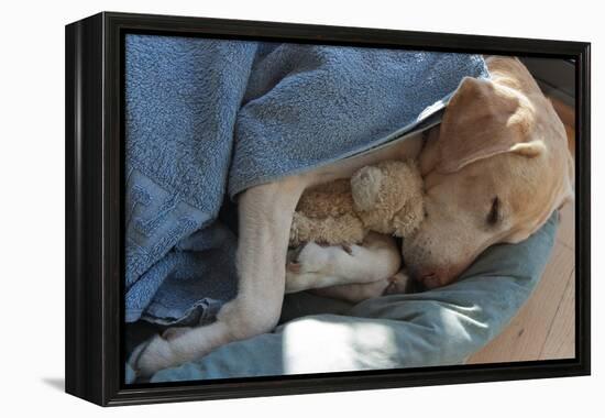 Labrador Sleeping and Hugging a Teddy Bear-davidsunyol-Framed Premier Image Canvas