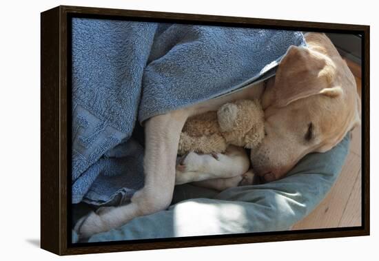 Labrador Sleeping and Hugging a Teddy Bear-davidsunyol-Framed Premier Image Canvas