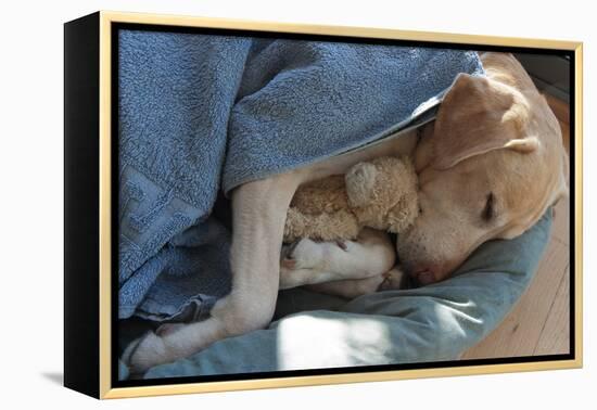 Labrador Sleeping and Hugging a Teddy Bear-davidsunyol-Framed Premier Image Canvas