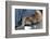 Labrador Sleeping and Hugging a Teddy Bear-davidsunyol-Framed Photographic Print