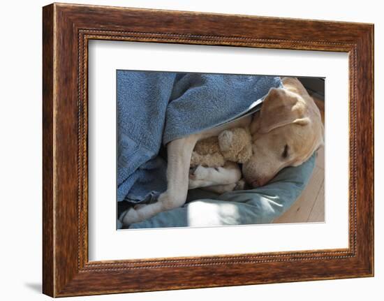 Labrador Sleeping and Hugging a Teddy Bear-davidsunyol-Framed Photographic Print