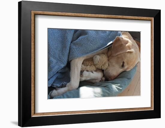 Labrador Sleeping and Hugging a Teddy Bear-davidsunyol-Framed Photographic Print