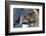 Labrador Sleeping and Hugging a Teddy Bear-davidsunyol-Framed Photographic Print