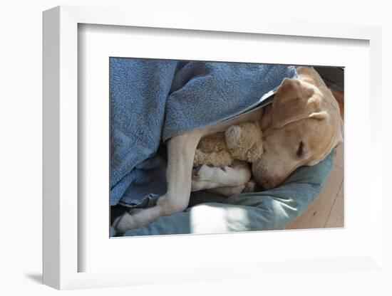 Labrador Sleeping and Hugging a Teddy Bear-davidsunyol-Framed Photographic Print