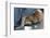 Labrador Sleeping and Hugging a Teddy Bear-davidsunyol-Framed Photographic Print