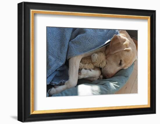 Labrador Sleeping and Hugging a Teddy Bear-davidsunyol-Framed Photographic Print