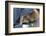 Labrador Sleeping and Hugging a Teddy Bear-davidsunyol-Framed Photographic Print