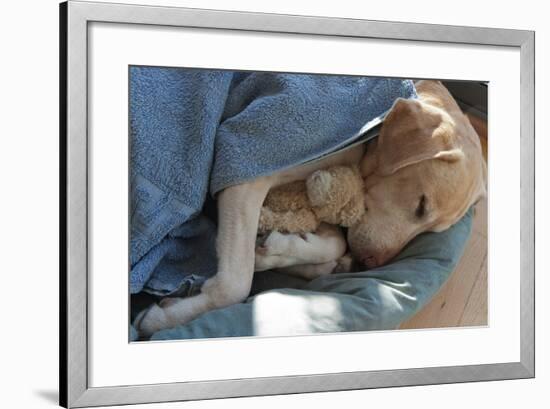 Labrador Sleeping and Hugging a Teddy Bear-davidsunyol-Framed Photographic Print