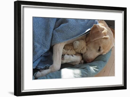 Labrador Sleeping and Hugging a Teddy Bear-davidsunyol-Framed Photographic Print