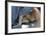 Labrador Sleeping and Hugging a Teddy Bear-davidsunyol-Framed Photographic Print