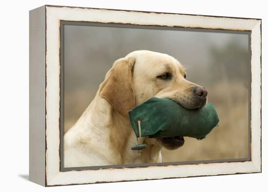 Labrador with Dummy in Mouth-null-Framed Premier Image Canvas