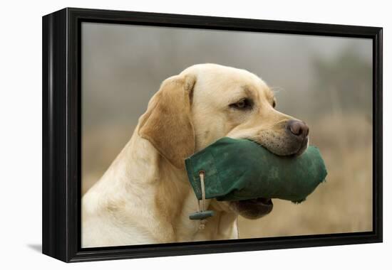 Labrador with Dummy in Mouth-null-Framed Premier Image Canvas