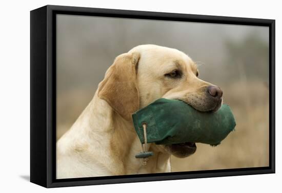 Labrador with Dummy in Mouth-null-Framed Premier Image Canvas