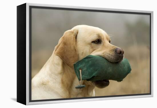 Labrador with Dummy in Mouth-null-Framed Premier Image Canvas