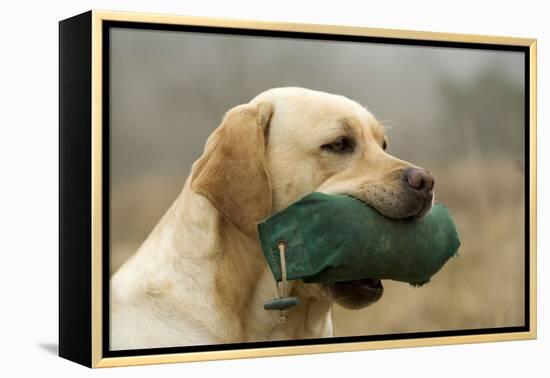 Labrador with Dummy in Mouth-null-Framed Premier Image Canvas