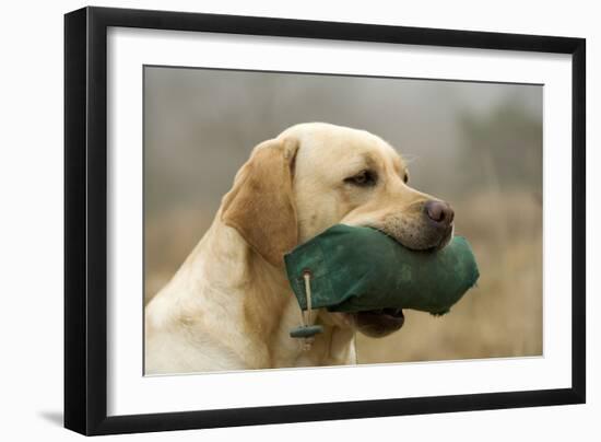 Labrador with Dummy in Mouth-null-Framed Photographic Print