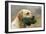 Labrador with Dummy in Mouth-null-Framed Photographic Print