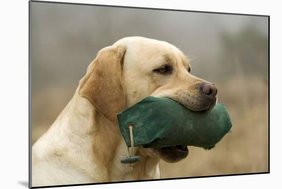 Labrador with Dummy in Mouth-null-Mounted Photographic Print