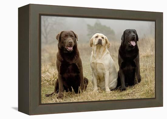 Labrador Yellow, Black and Chocolate-null-Framed Premier Image Canvas