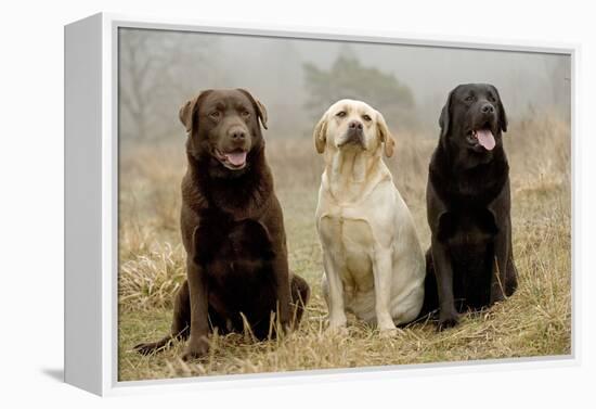 Labrador Yellow, Black and Chocolate-null-Framed Premier Image Canvas