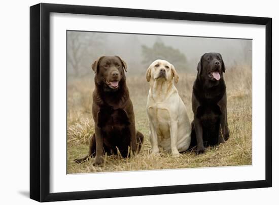 Labrador Yellow, Black and Chocolate-null-Framed Photographic Print