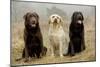 Labrador Yellow, Black and Chocolate-null-Mounted Photographic Print