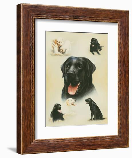 Labrador-Libero Patrignani-Framed Art Print