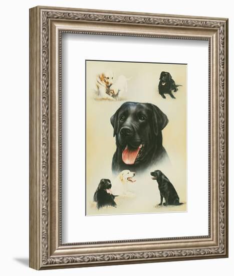 Labrador-Libero Patrignani-Framed Art Print